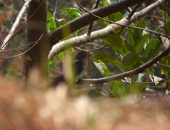 Hierococcyx sparverioides