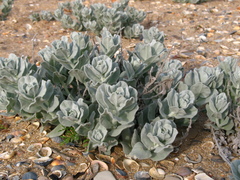 Convolvulus persicus