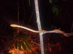 Thamnodynastes pallidus