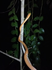 Thamnodynastes pallidus