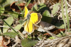Colias vauthierii