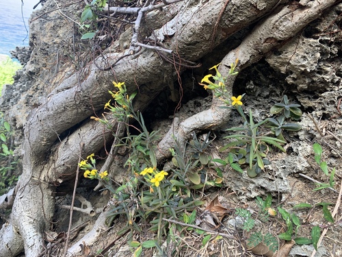 Image of Kalanchoe ceratophylla by (c) 呂一起(Lu i-chi), some rights reserved (CC BY)