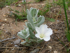 Convolvulus persicus