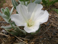 Convolvulus persicus