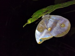 Catoblepia xanthicles