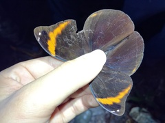 Catoblepia xanthicles