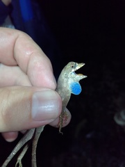 Anolis chrysolepis