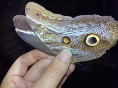 Caligo idomeneus