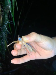 Eumecopterus incisus