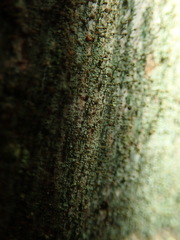 Chaenotheca chlorella