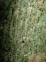 Chaenotheca chlorella