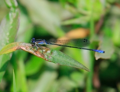 Mesamphiagrion risi