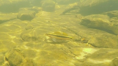 Percina aurantiaca