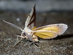 Achrosis calcicola