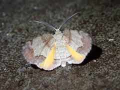 Achrosis calcicola