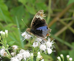 Junonia orithya ocyale