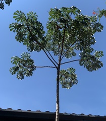 Cecropia pachystachya