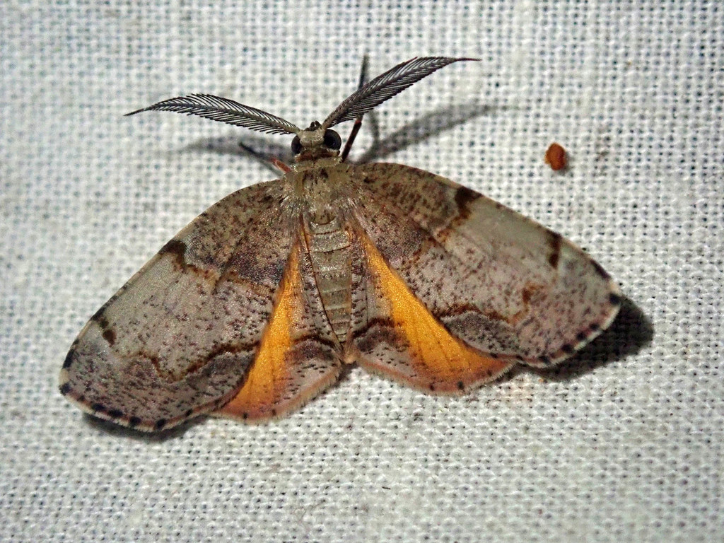 Achrosis calcicola