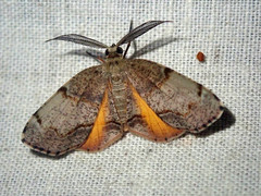 Achrosis calcicola