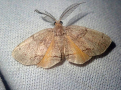 Achrosis calcicola