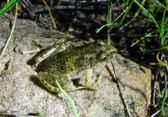 Pelodytes atlanticus