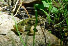 Pelodytes atlanticus