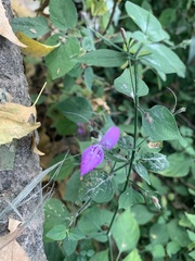 Dicliptera brachiata