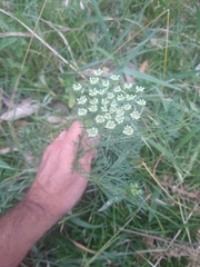 Visnaga daucoides