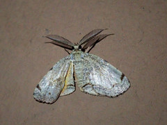 Achrosis calcicola