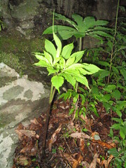 Arisaema tortuosum