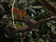 Streptopelia chinensis