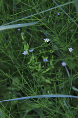 Stellaria crassifolia
