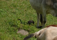 Acridotheres grandis