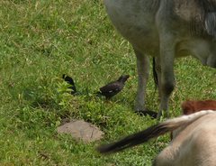 Acridotheres grandis