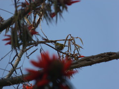 Zosterops palpebrosus