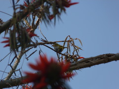 Zosterops palpebrosus