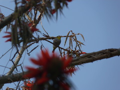 Zosterops palpebrosus