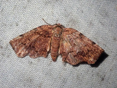 Achrosis multidentata