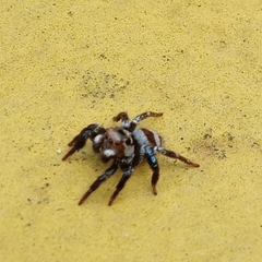 Corythalia argentinensis
