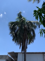 Syagrus romanzoffiana