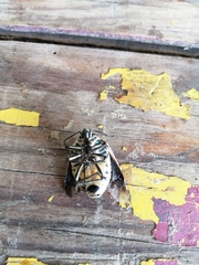 Augocoris gomesii