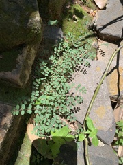 Euphorbia prostrata