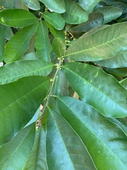 Chrysophyllum gonocarpum