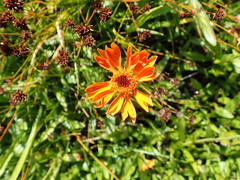 Raillardella pringlei