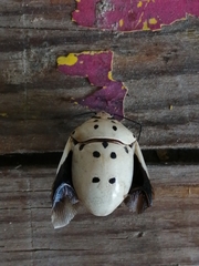 Augocoris gomesii