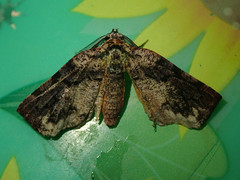 Achrosis multidentata