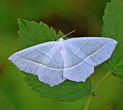 Campaea margaritaria