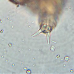 Philodina acuticornis odiosa