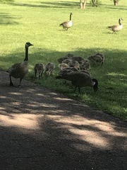 Branta canadensis