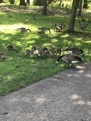 Branta canadensis
